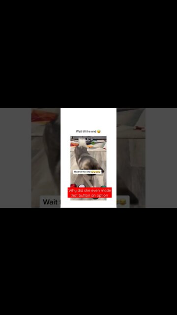 THIS DOG KNOWS WHAT SHE IS #shorts