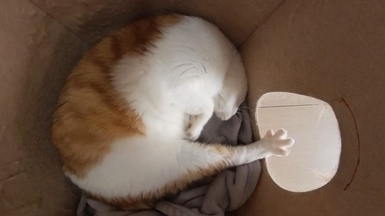 My cat changes its sleeping position several times during an hour