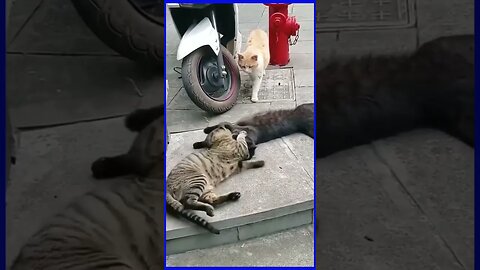 funny cat videos