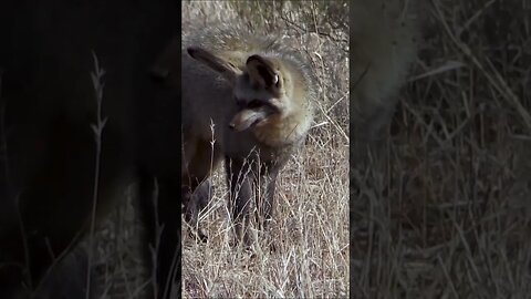 Bat Eared Fox #shorts #short