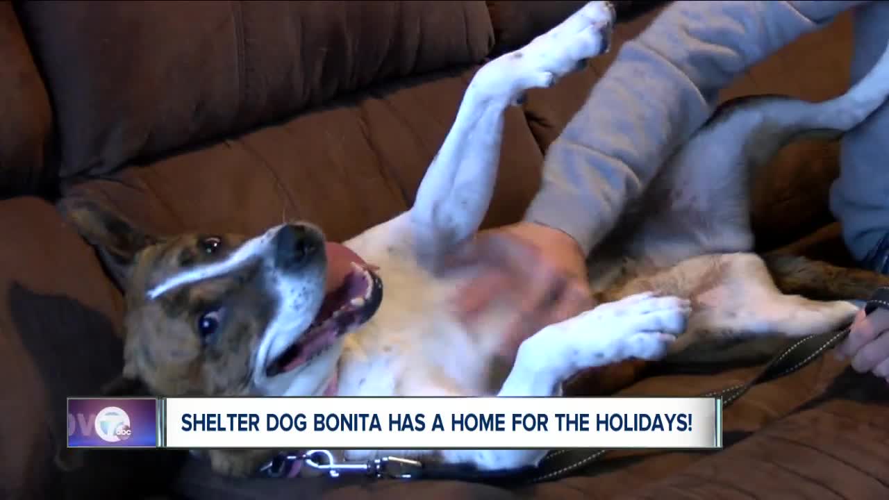 Shelter dog adopted just in time for Christmas is loving her new home