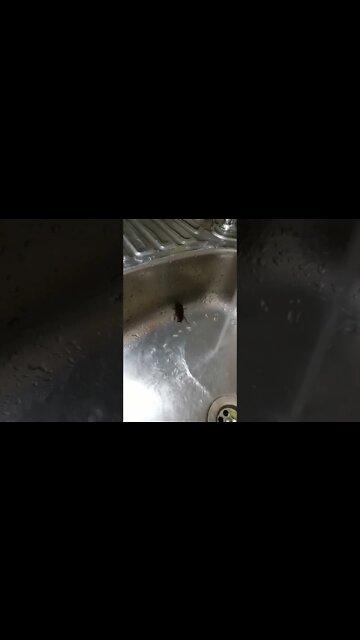 Cockroach water challenge. 😬