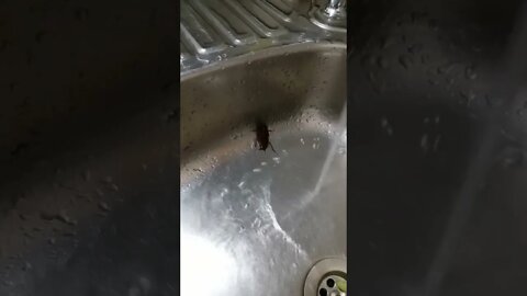 Cockroach water challenge. 😬