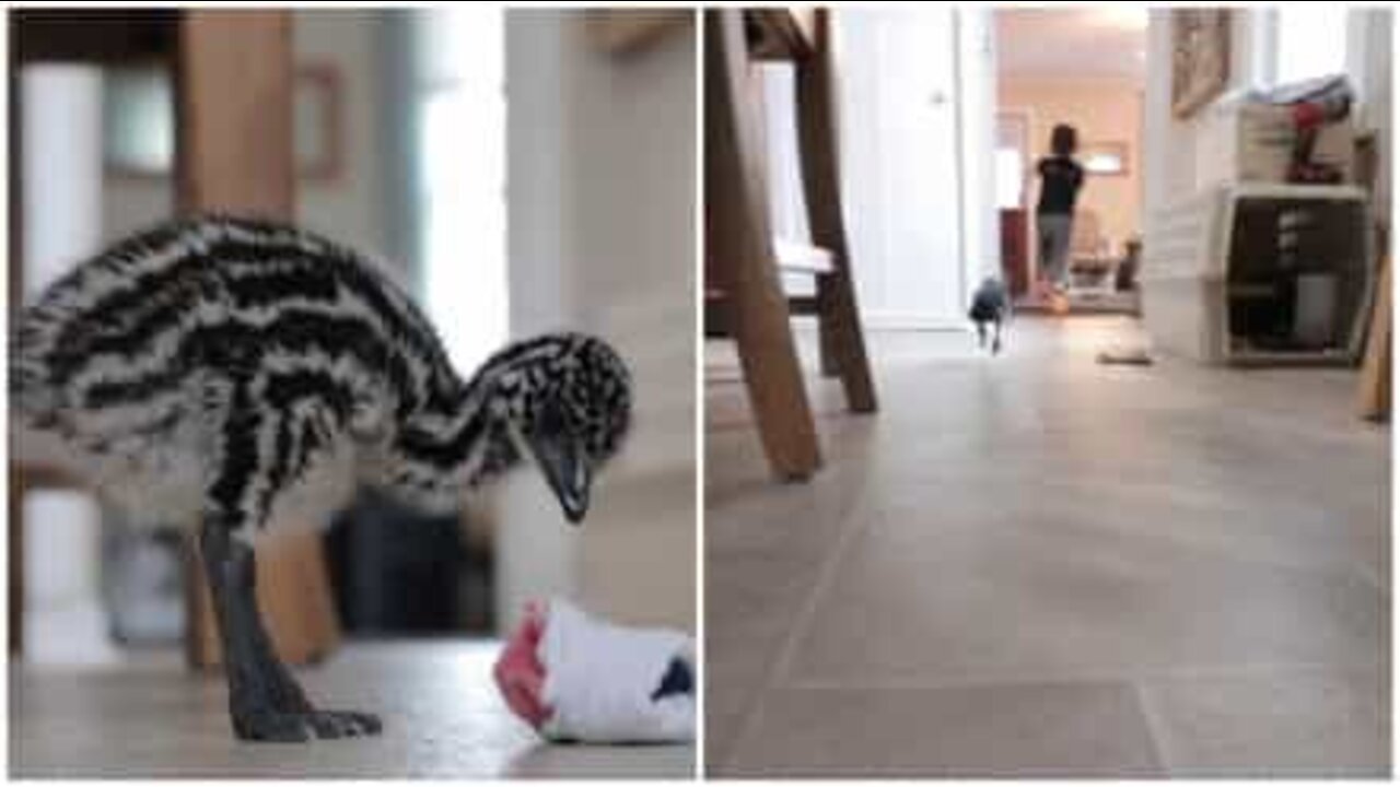 Emu bebé brinca alegremente com criança