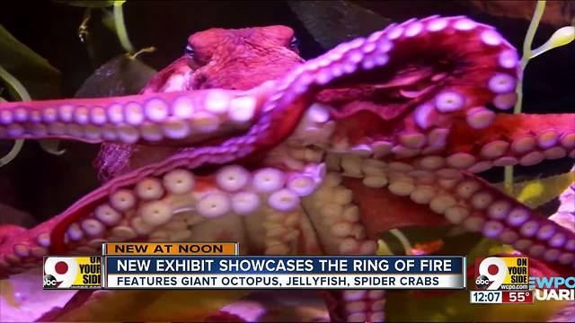 'Mysterious' Ring of Fire exhibit coming to the Newport Aquarium in March 2018