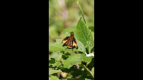 Skipper Butterfly Sunning on a Leaf