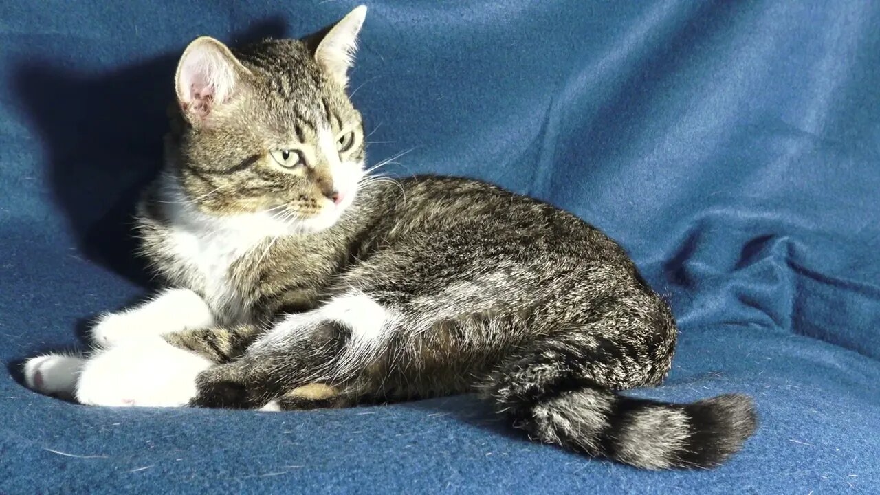 This Little Cat Forgets His Tongue out while Grooming