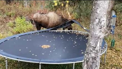 Un orignal s'attaque à un trampoline