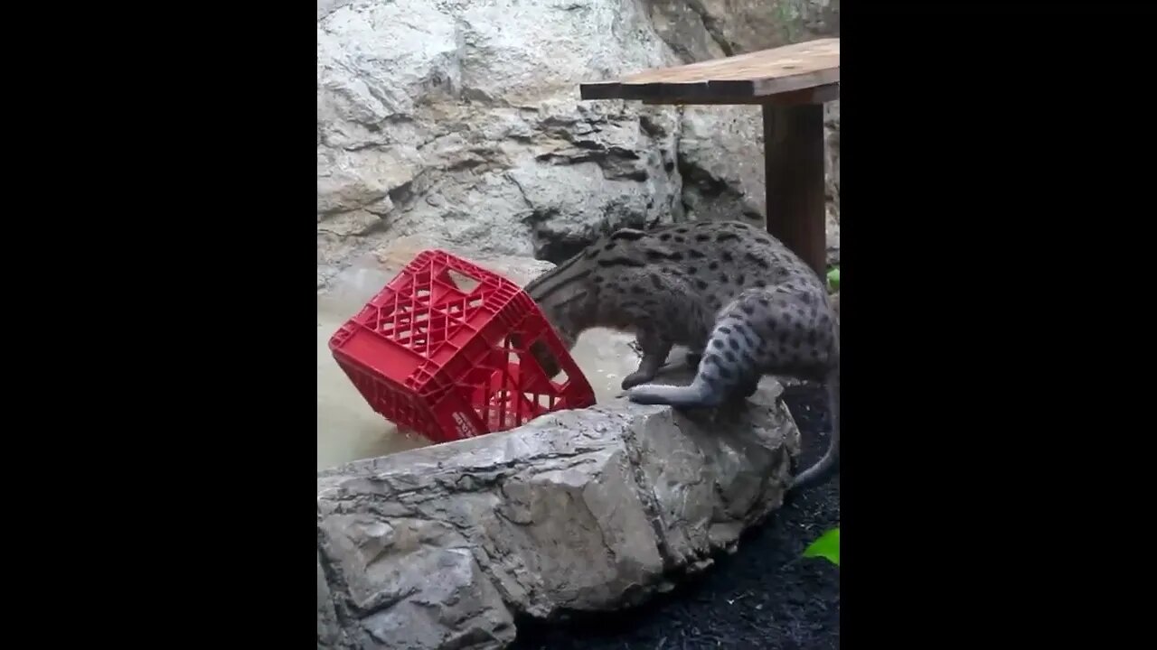 Dusky the fishing cat never forgets his snackle box! 🎣🧰🐱