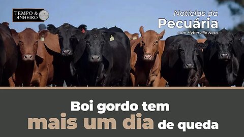 Boi gordo tem mais um dia de queda. Veja também o balanço das exportações de proteínas animais.