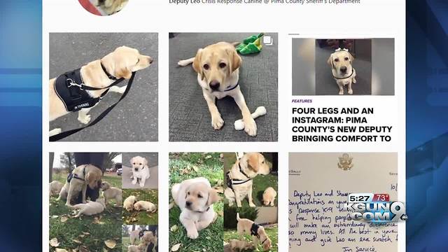 You can now follow the PCSD therapy dog's training journey on Instagram