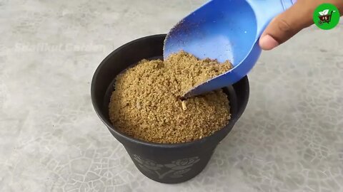 How to grow guava trees from guava leaves