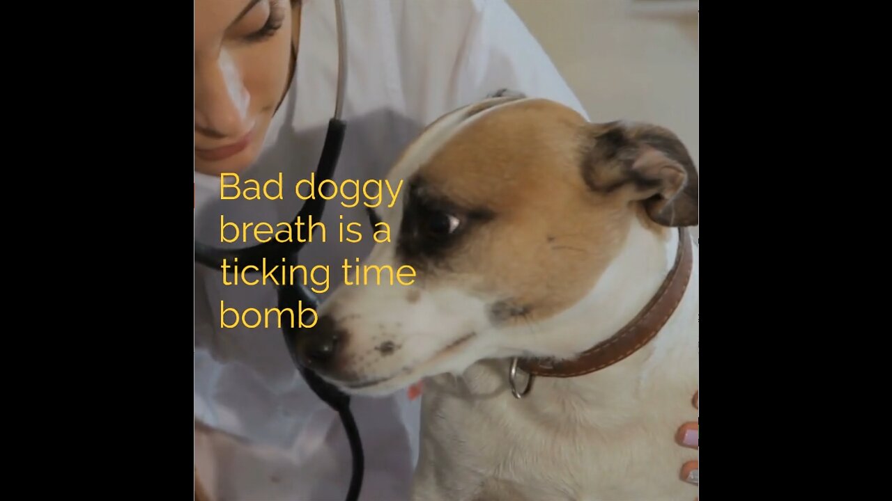 Bad doggy breath is a ticking time bomb (do THIS)