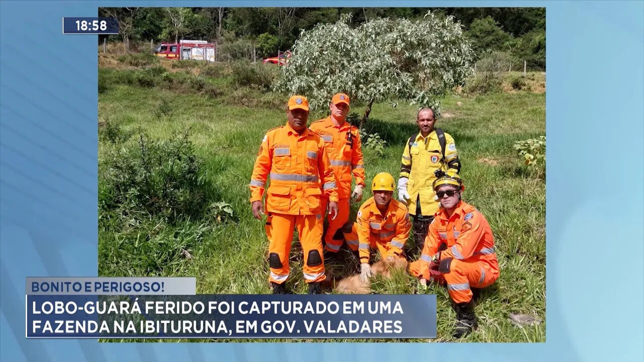 Bonito e Perigoso: Lobo-Guará Ferido foi Capturado em uma Fazenda na Ibituruna, em Gov. Valadares.