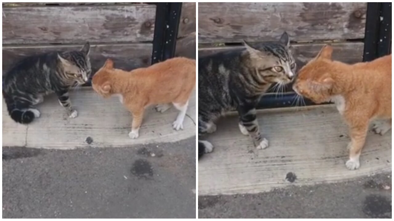 Cute cats sing along