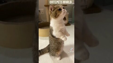 Cute and funny cat videos/#kitten #cat #kitty #funny kitten #funnycat #trending #shorts #tiktok