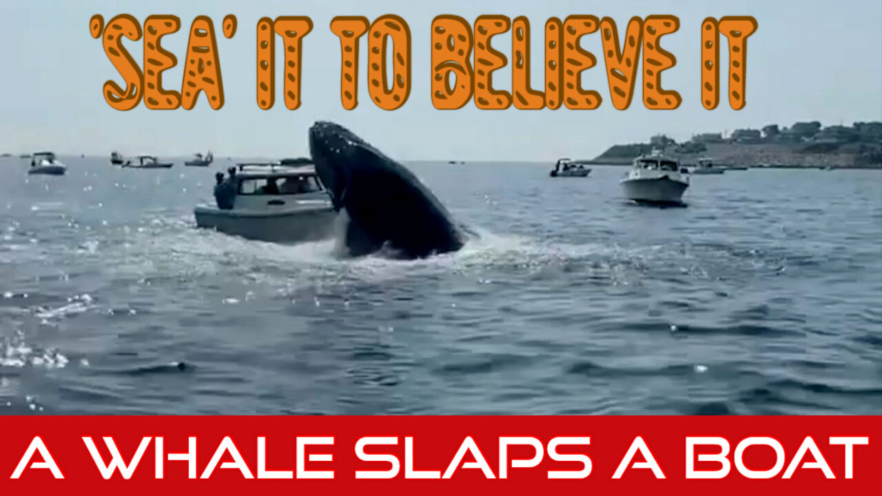 Heart-Stopping Moment Breaching Whale Lands On Man's Boat.