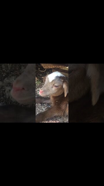 Sheep with attitude SWA