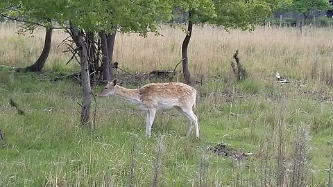 4k Deer encounter in front of the cottage Parc aquatique Aqua Mundo Center Parcs Le Bois aux Daims