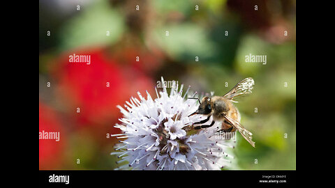 Bee suck The Juice of Flowers - Flowers For Honey Bees