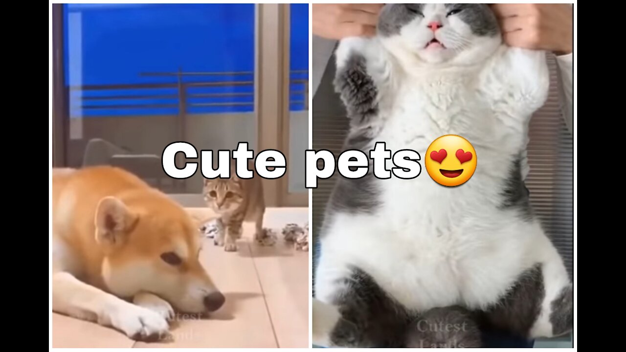 😍 Cute is Not Enough - Cutest Dogs and Cats In The World 💗