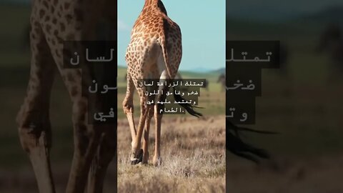 معلومات غريبة عن أشكال الزرافات؟ #shorts