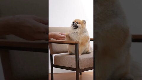 Dog shaking hand with owners #shorts #pets #petlover #dogs #dog #doglovers