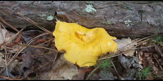 Hiking and foraging Chanterelle at Georgia U.S.A.