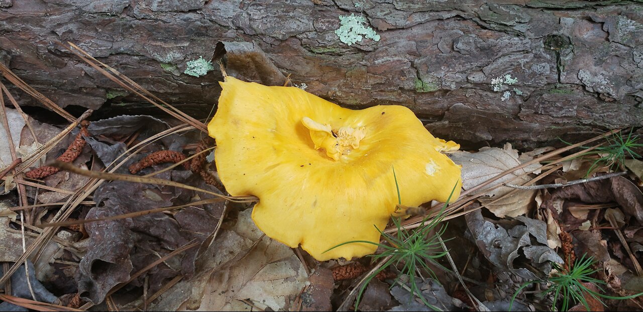 Hiking and foraging Chanterelle at Georgia U.S.A.