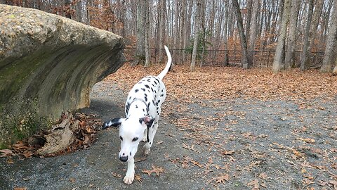 Luna Chasing Dots