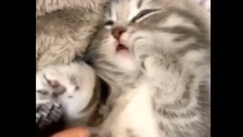 the baby cat sleeping 😴😴😴😌😌#shortanimal |#shorts viral|