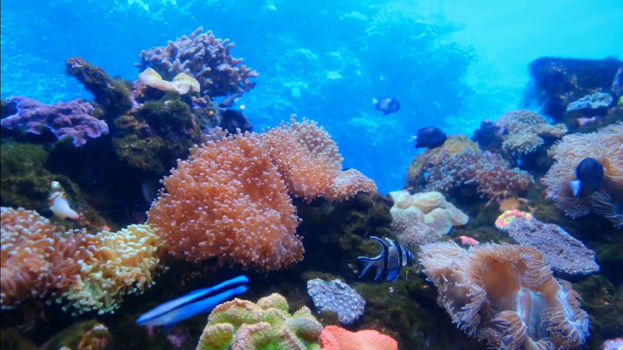 The beauty of tropical fish and coral reefs