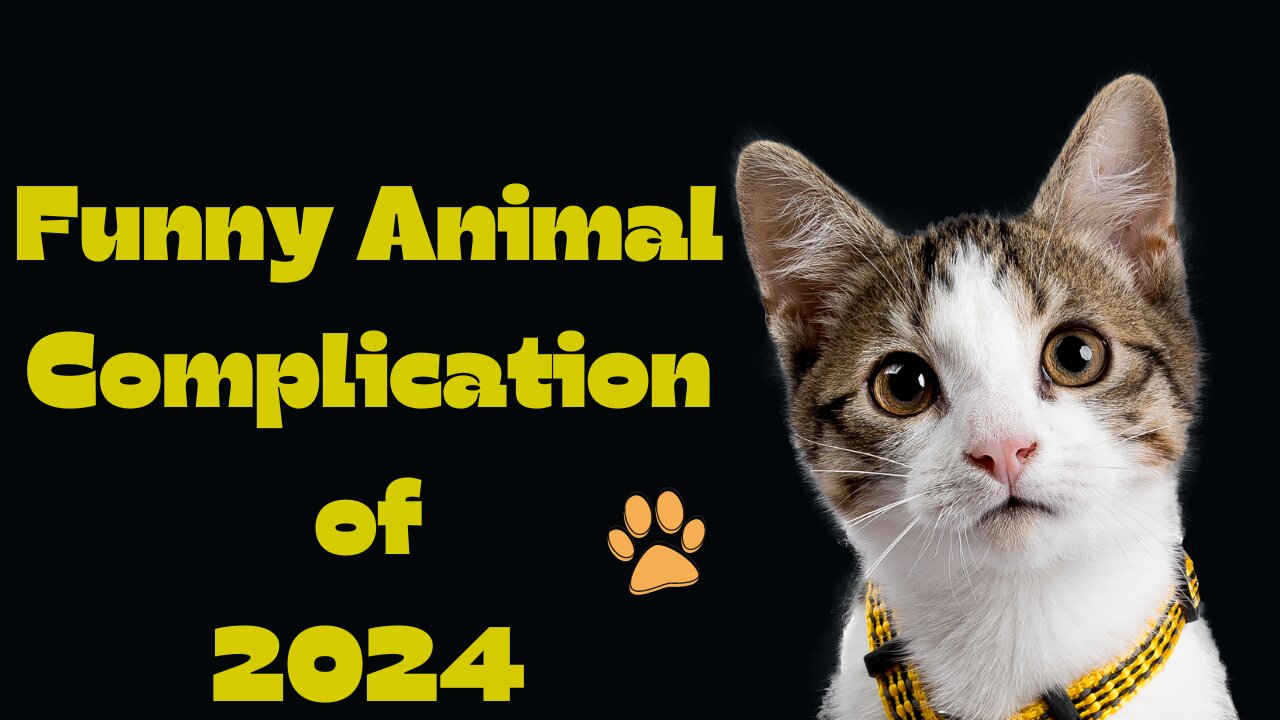 Funny Animal Complication of 2024