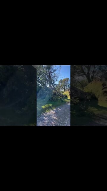 Massive Trees Knocked Down from the Hurricane