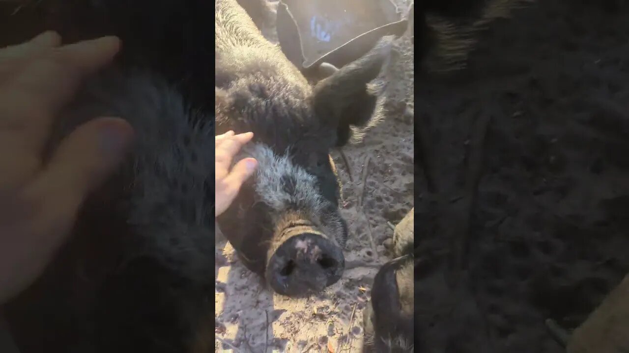 The first day piglets came out!