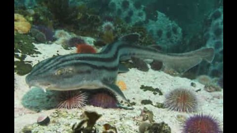 Marine biologist pets blackmouth catshark