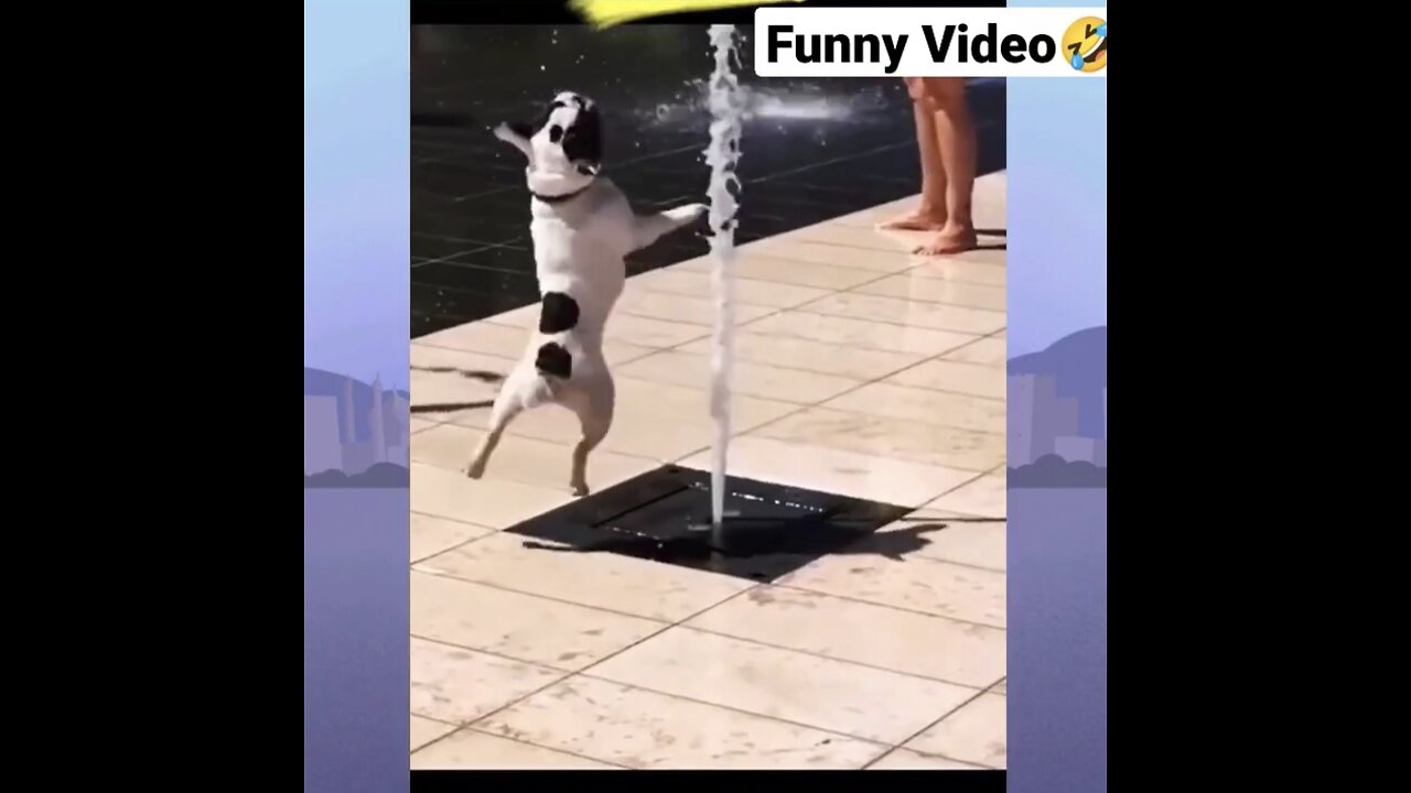 Best funny complications 😂😂 | dogs and cats funny video