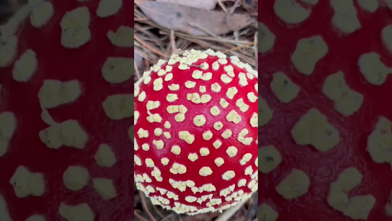 Amanita Mascaria - Fly Agaric