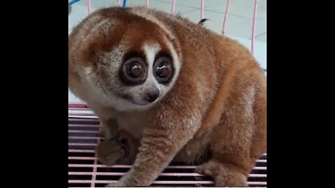 Cutest primates (slow loris/kukang)