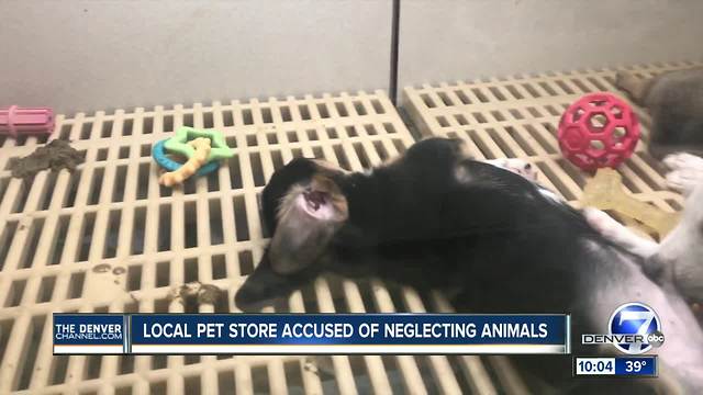 Colorado pet store accused of neglecting animals after several complaints of sick dogs