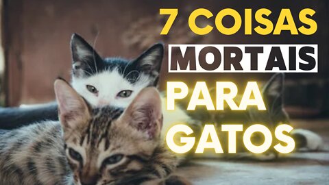 7 COISAS extremamente PERIGOSOS PARA GATOS