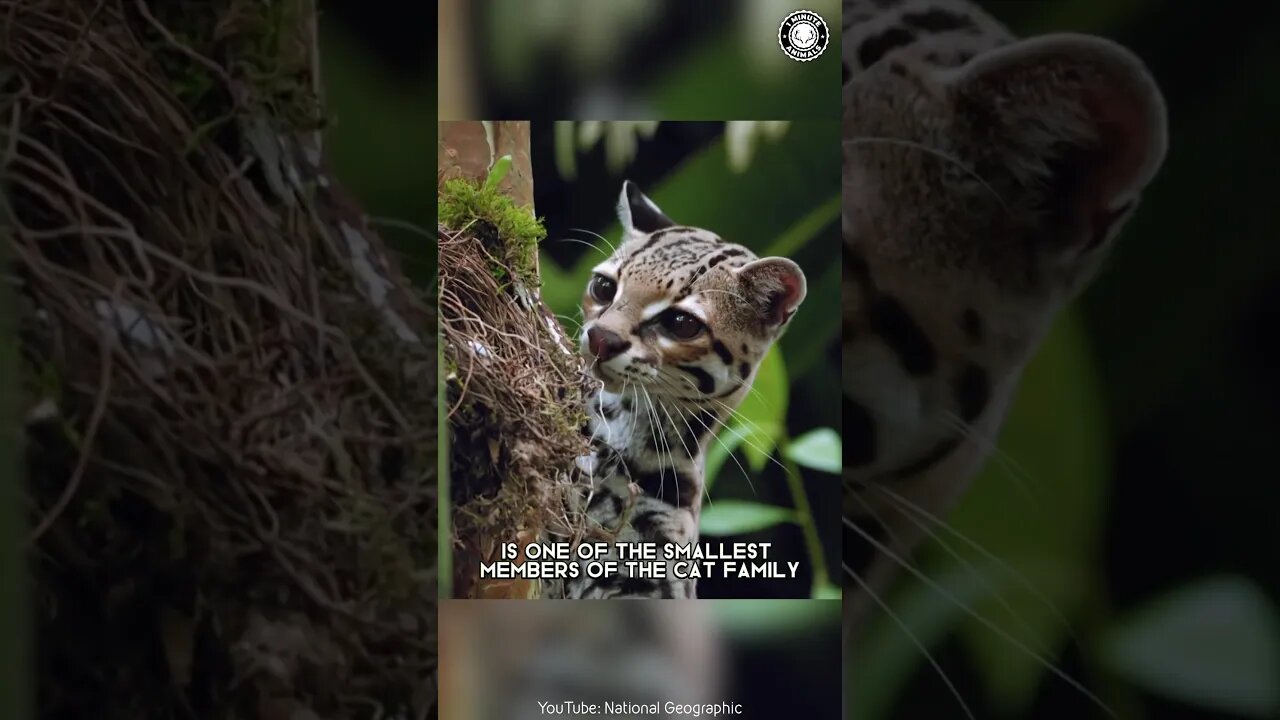 Margay 🐾 The Mini Leopard of the Jungle!