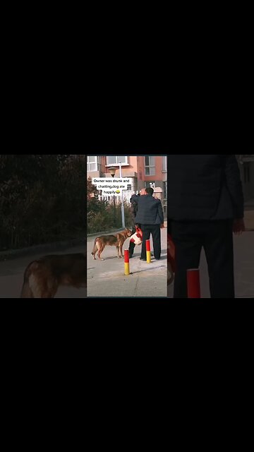 Smart Dog and the funniest 🤣 #dog #funny