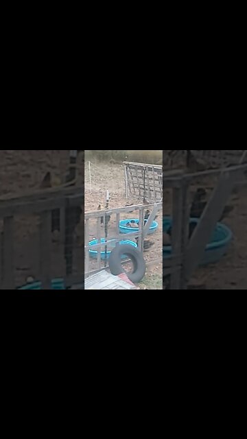 Watching Dem Ducks...