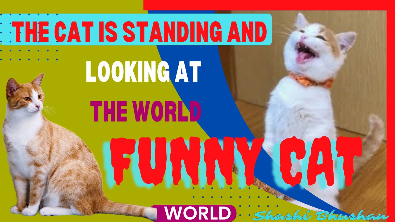 The cat is standing and looking at the world #funny cat #cat video