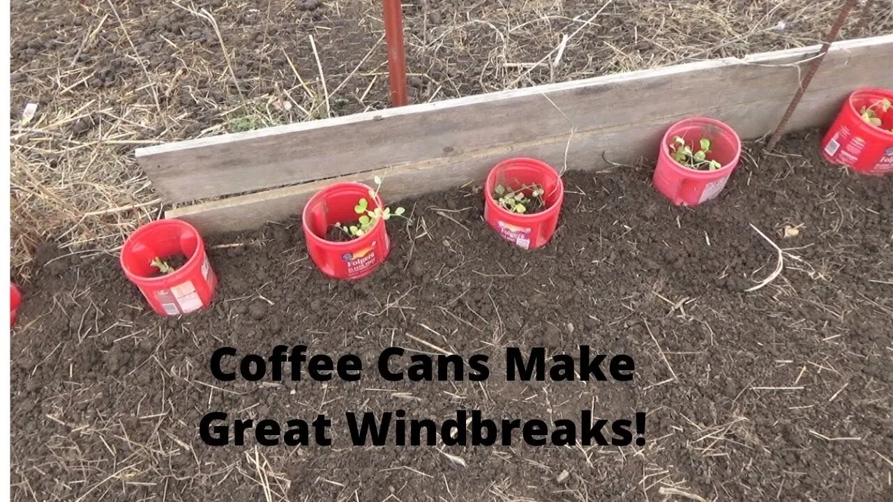 Transplanting Peas Despite the Weather