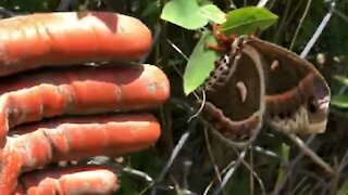 Check out this big, beautiful silk moth in Niagara Falls, ON