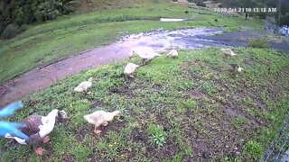 Geese take goslings free ranging