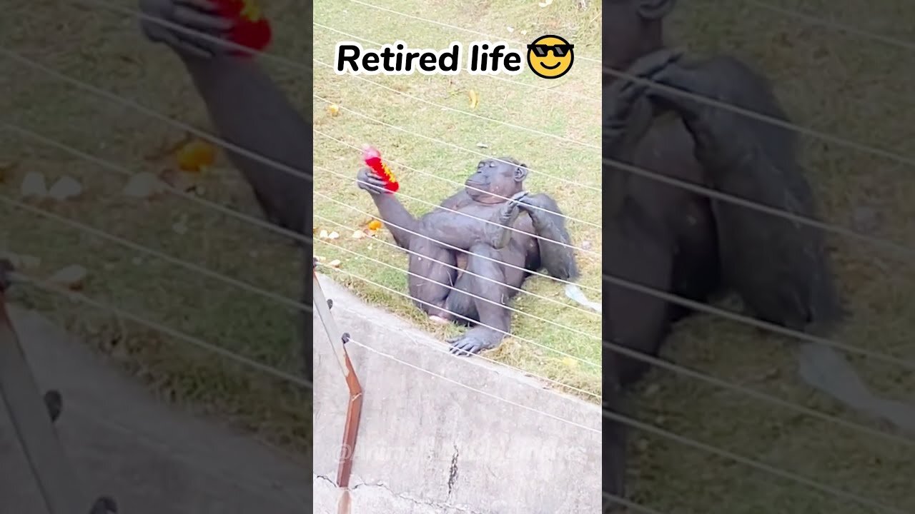 🐵The Wackiest Animal Moments Caught On Camera😂 | Animals LOL Moments #funnyanimals