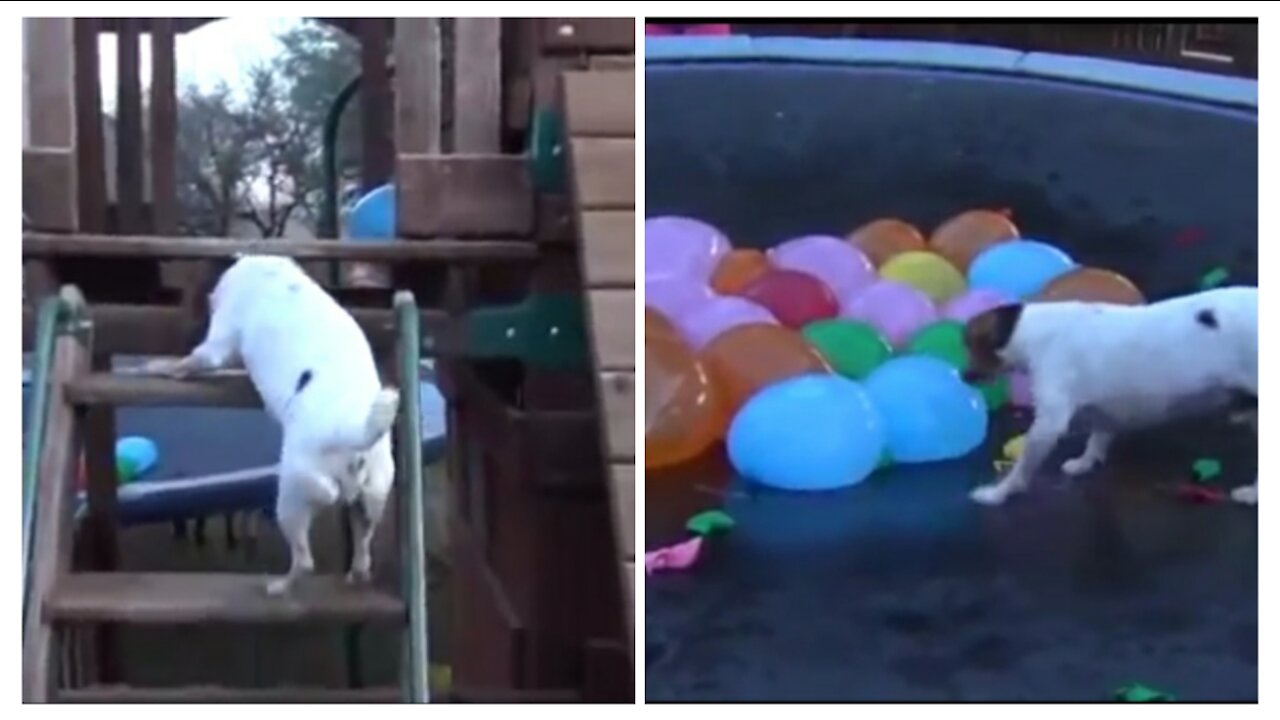 Adorable Dog Attacks on water balloons